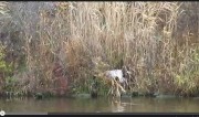Brita z Golštýnů - dohledávka postřelené kachny divoké v rákosí (Obrázek pro zobrazení na stránce)