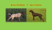 Brita z Golštýnů x Igor z Husína