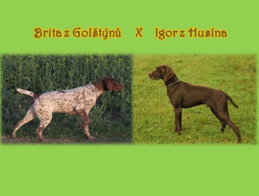 Brita z Golštýnů x Igor z Husína