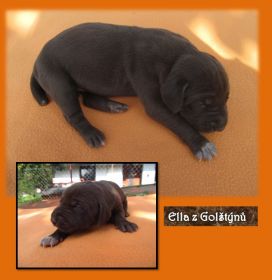 Ella z Golštýnů