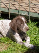 Vyzvednutí Gory z Hetlína u Zbraslavic