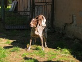 Krytí – Gora ze Žandovských vrchů X Udan z Cenklova